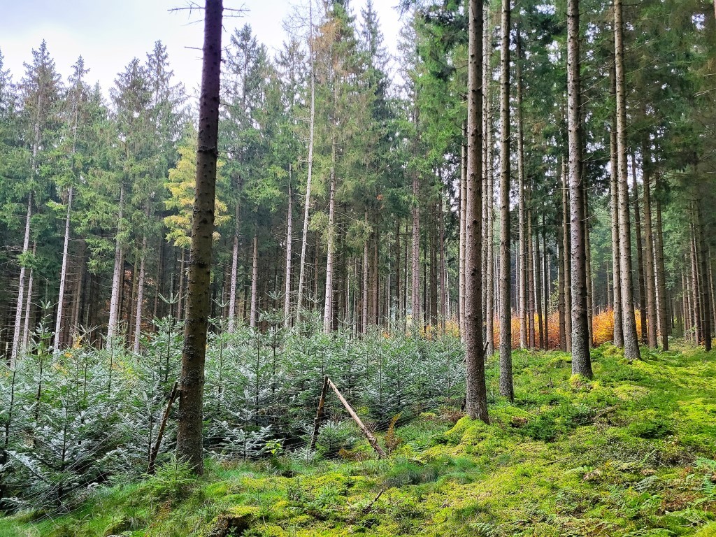 Wald-der-Zukunft_c_EBF-18-Mittel