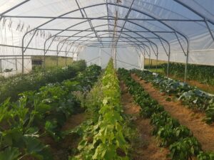 Foto: Stefan Kreiner